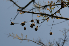 Chloroxylon swietenia